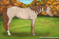 Horse Color:Red Dun Roan