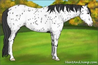 Horse Color:Black Near Leopard 