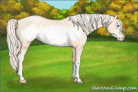 Horse Color:Gold Cream Champagne Pearl Frame 