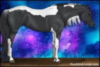 Horse Color:Black Tobiano 