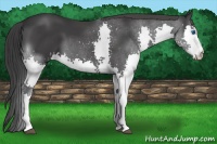 Horse Color:Black Splash 