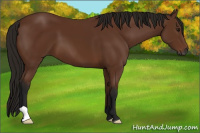 Horse Color:Gray Bay 