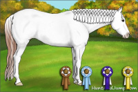 Horse Color:Bay Dun Appaloosa 