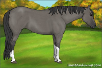 Horse Color:Unknown 