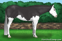 Horse Color:Smoky Black Splash