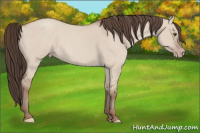 Horse Color:Classic Champagne Roan Dun