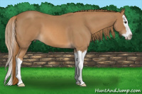 Horse Color:Red Roan Splash 