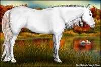 Horse Color:Liver Chestnut Appaloosa 