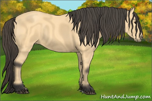 Horse Color: Buckskin 