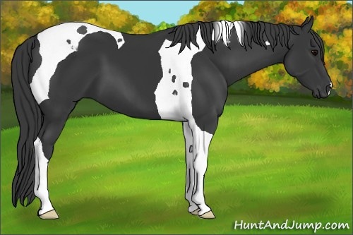 Horse Color: Unknown 
