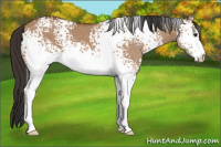 Horse Color:White Spotted Bay Dun