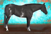 Horse Color:White Spotted Smoky Black Tobiano