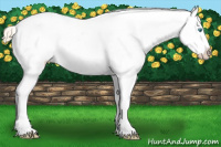 Horse Color:Perlino Blanket 