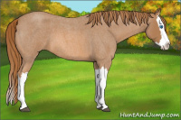 Horse Color:Red Roan Splash 