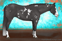 Horse Color:White Spotted Smoky Blue Roan Splash 