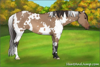 Horse Color:White Spotted Bay Dun 