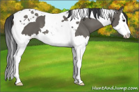 Horse Color:Grullo Splash Tobiano