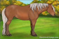 Horse Color:Silver Bay 