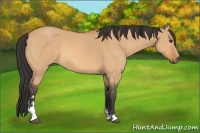 Horse Color:Bay Dun Sabino