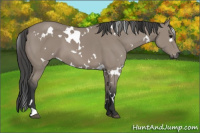 Horse Color:White Spotted Grullo