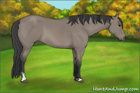 Horse Color:Grullo Sabino