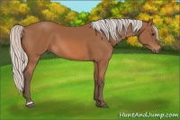 Horse Color:Silver Bay 
