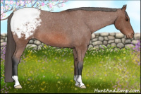 Horse Color:Bay Roan Appaloosa