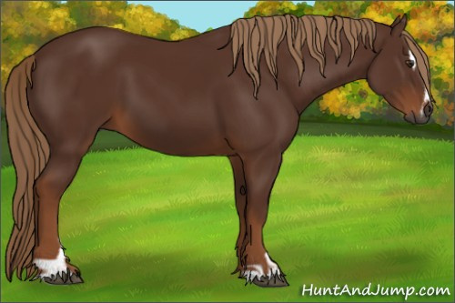 Horse Color:Gray Chestnut Sabino