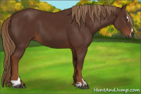 Horse Color:Gray Chestnut Sabino 