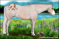 Horse Color:Silver Bay Appaloosa 