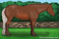 Horse Color:Silver Bay 