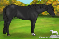 Horse Color:Gray Black 
