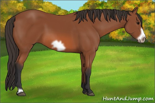 Horse Color: Unknown 