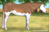 Horse Color:Chestnut Splash 