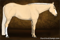 Horse Color:Palomino Dun 