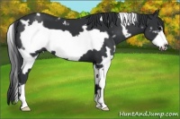 Horse Color:White Spotted Black Frame 