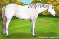 Horse Color:White Spotted Liver Chestnut Varnish 