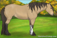 Horse Color:Buckskin Roan 