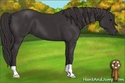 Horse Color: Buckskin 