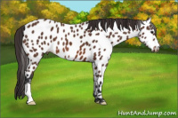Horse Color:Bay Appaloosa 