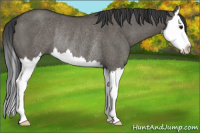Horse Color:Brown Dun Splash Rabicano 