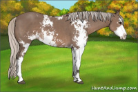 Horse Color:Silver Black Sabino 