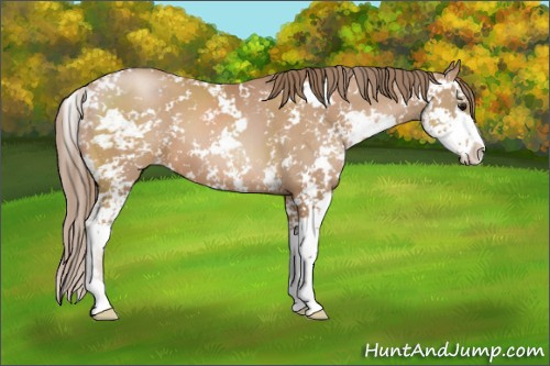 Horse Color: Black Pearl Sabino 