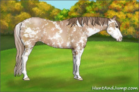 Horse Color:Black Pearl Sabino