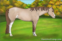 Horse Color:Grullo Pearl Sabino 