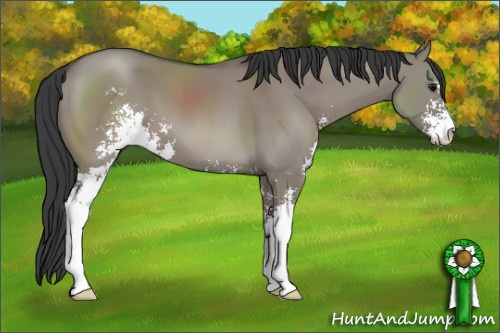 Horse Color: Grullo Sabino 