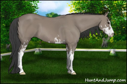 Horse Color: Grullo Sabino 