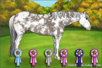 Horse Color:Grullo Sabino 