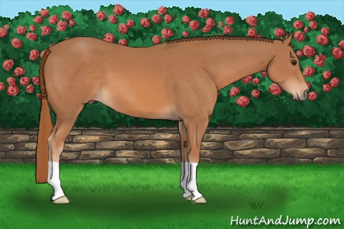 Horse Color: Chestnut 