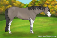 Horse Color:Black Sabino